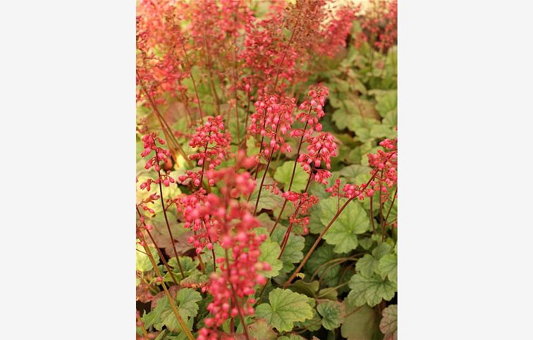 Heuchera Mint Marquess, kont. 0,5 l