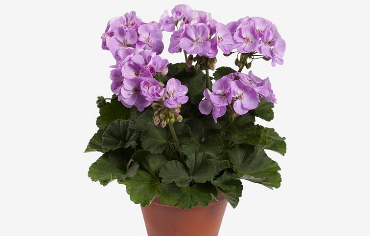 Muškát vzpriamený Greta - Pelargonium, kont. 0,7 l