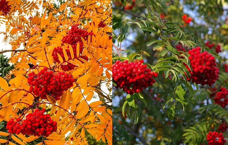 Jarabina vtáčia na kmienku, výška 300-350 cm, obvod kmeňa 6-8 cm, kont. 30 l