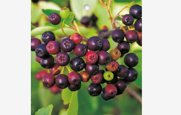 Arónia čerešňolistá Viking 50-80 cm, kont. 2 l
