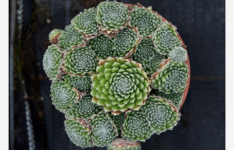 Skalnica Sirius - Sempervivum, kont. 0,5 l