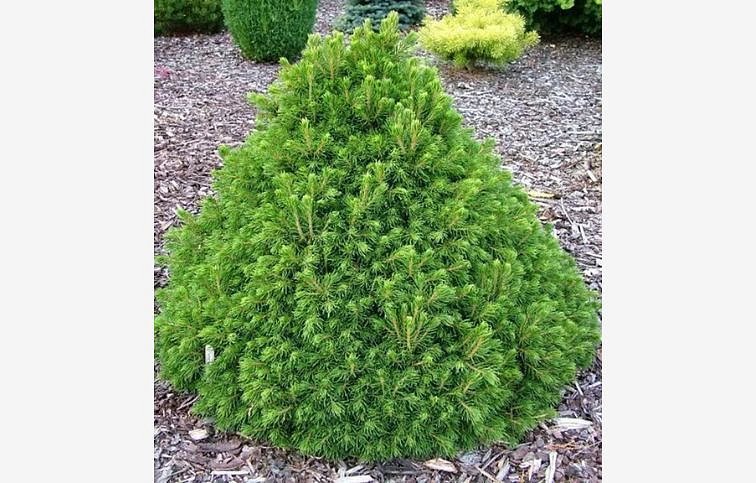 Smrek obyčajný Tompa 30-40 cm, kont. 5 l