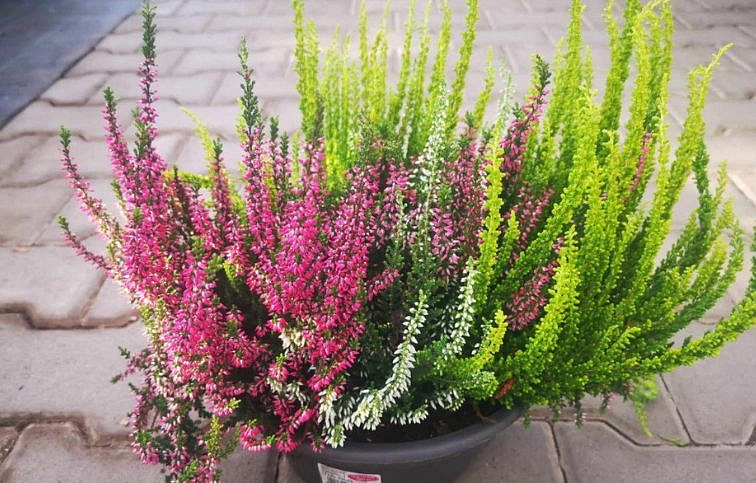 Vres Garden Girls trio girls mix 20-30 cm, kont. p12