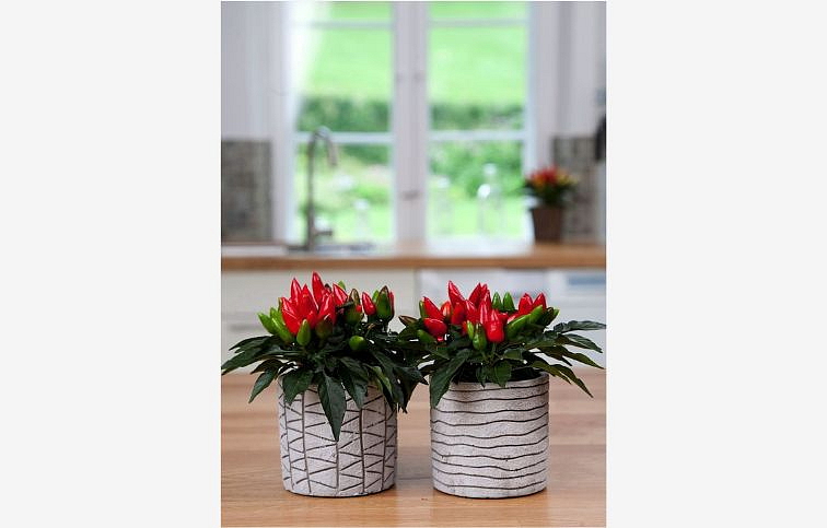 Okrasná paprika Salsa Dark Orange 15 cm, kont. p10,5