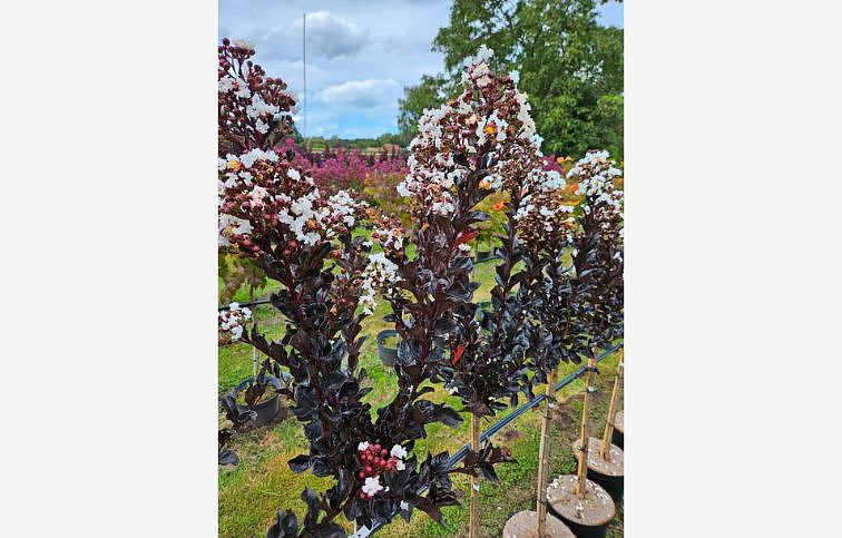 Myrta krepová na kmienku Coconut Sorbet 110-130 cm, kont. 15 l
