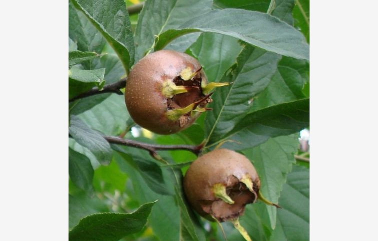 Mišpuľa obyčajná Nottingham 70-90 cm, kont. 3 l