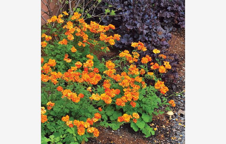 Kuklík Fire Storm - Geum, kont. 0,5 l