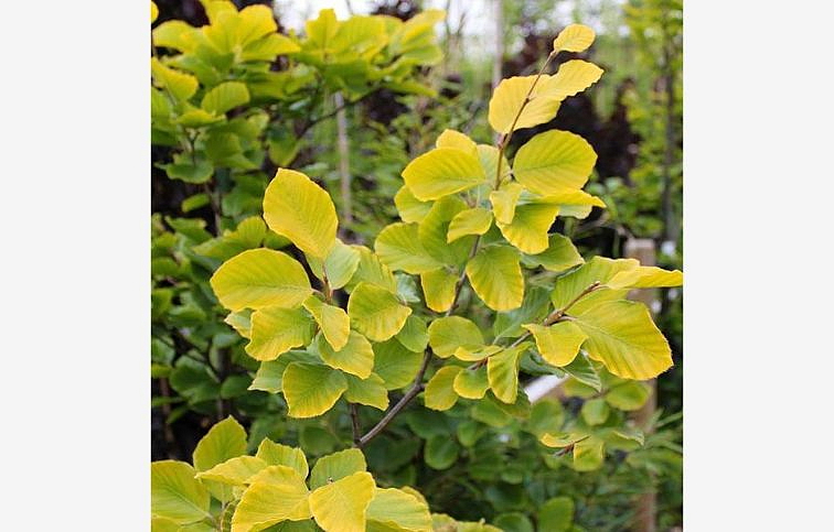 Buk lesný Dawyck Gold 70-100 cm, kont. C3