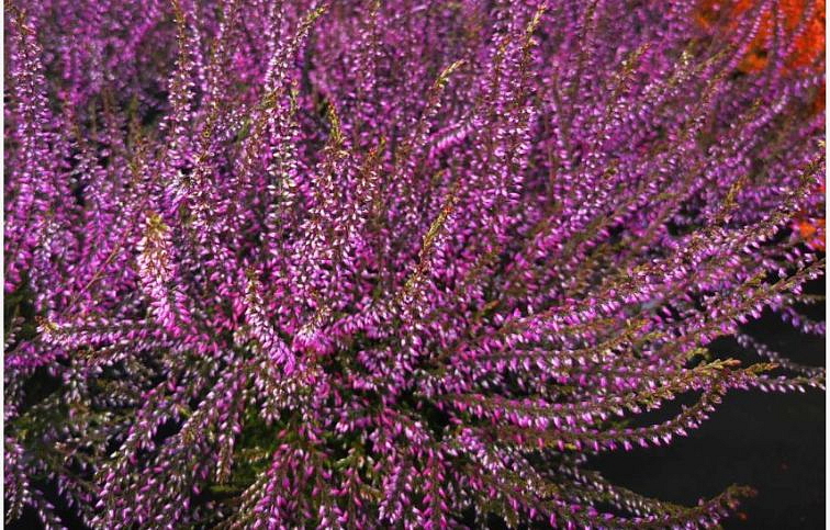 Vres Garden Girls farbený fialový, kont. p11