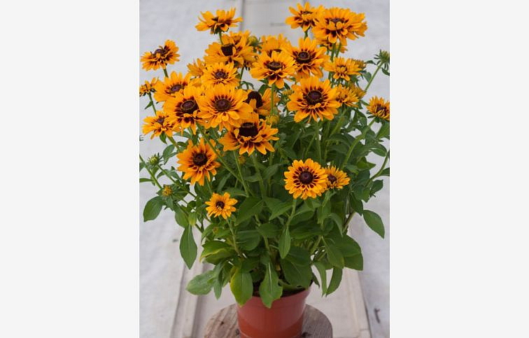 Rudbekia SmileyZ Giggling - Rudbeckia, kont. 1 l