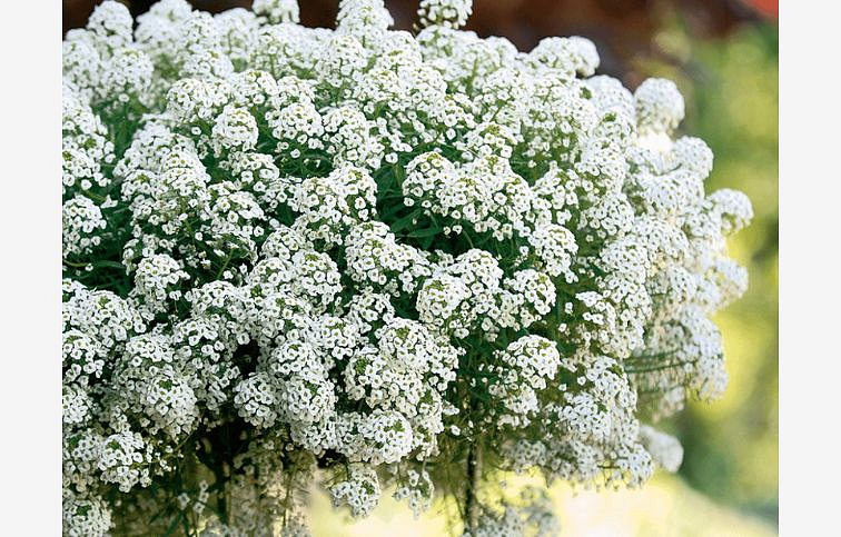 Lobulária prímorská Snow Princess, kont. 0,5 l