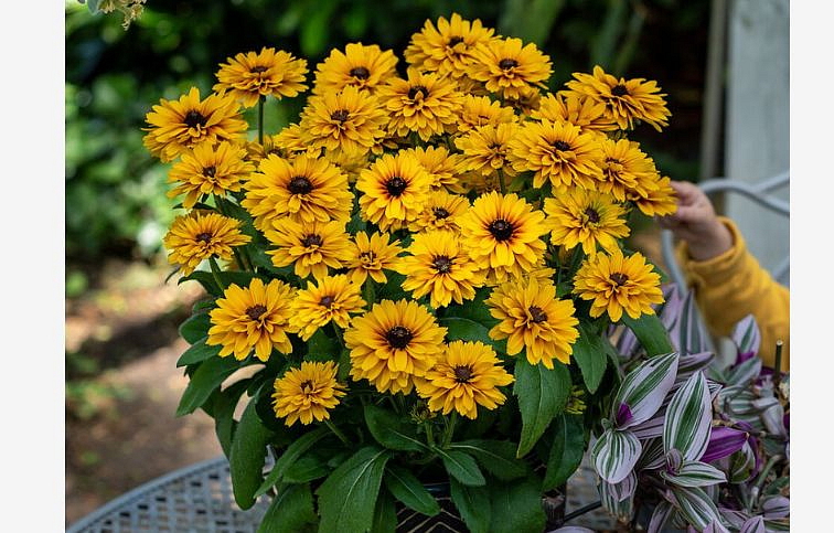 Rudbekia Littlebeckia Ballerina - Rudbeckia, kont. 1 l