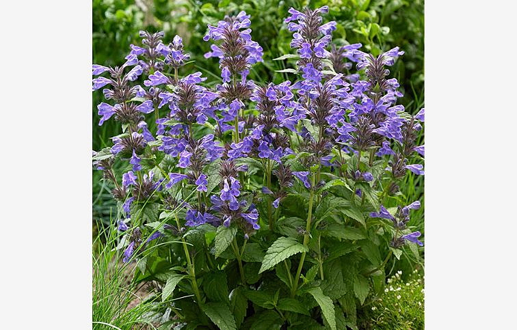 Kocúrnik záhradný Neptune - Nepeta, kont. 0,5 l