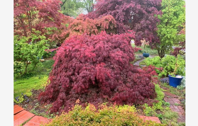 Javor dlaňolistý DISSECTUM INABA-SCHIDARE 50-60 cm minikmeň, kont. 10 l