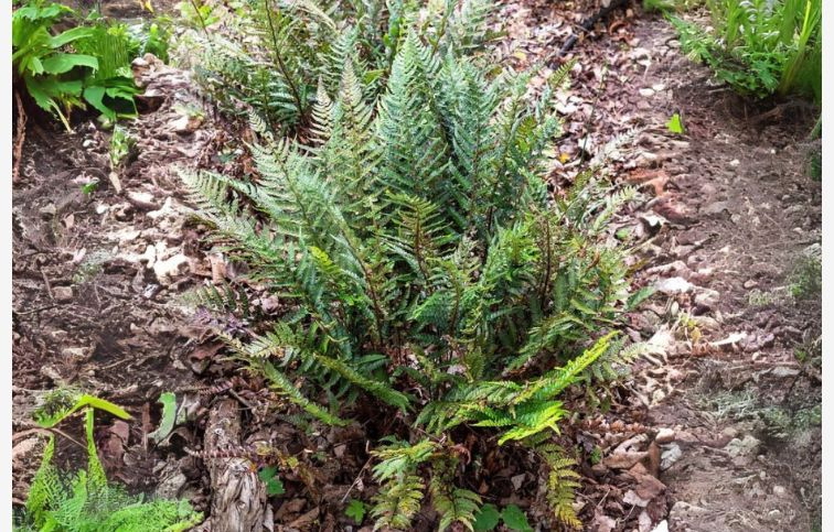 Papraďovec Tsus - Simense - Polystichum, kont. 1 l