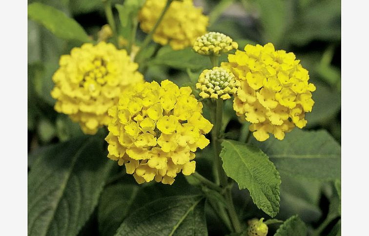 Lantana Calippo Gold, kont. 0,7 l