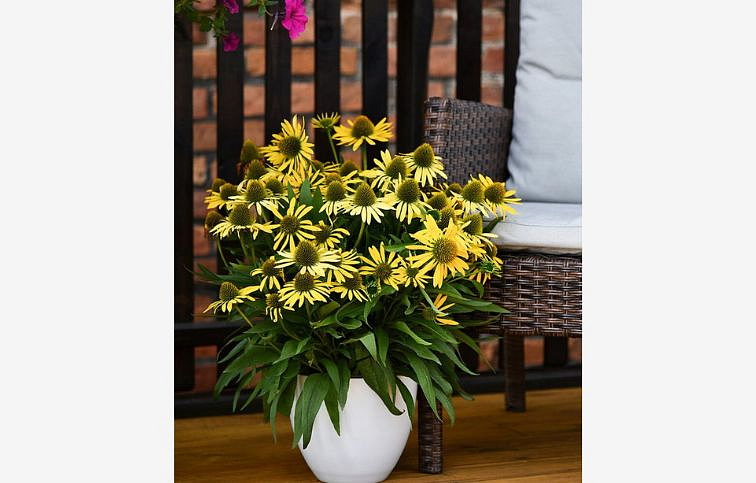 Echinacea purpurová Fountain Yellow, kont. 1 l