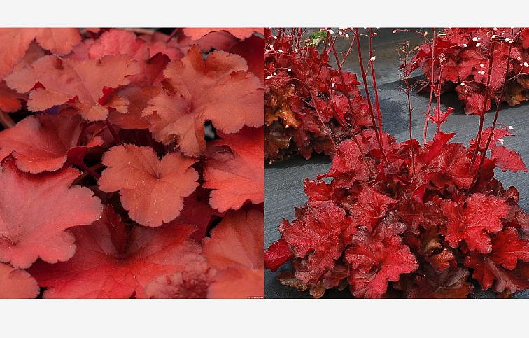 Heuchera Forever Red, kont. 0,5 l