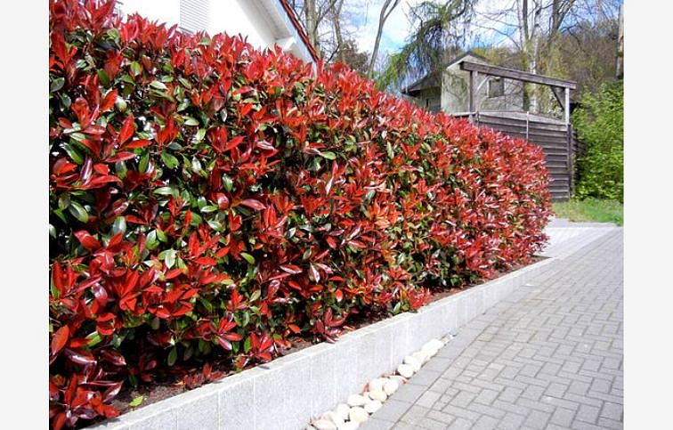 Červienka fraserová Red Robin 15-40 cm, kont. p9