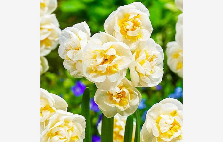 Narcis Bridal Crown - Narcissus, kont. p9
