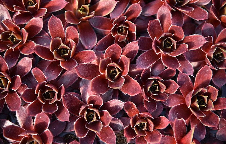 Skalnica BigSam Ruby Star - Sempervivum, kont. 0,5 l