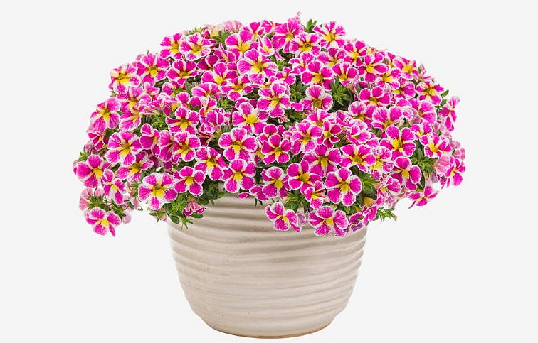 Minipetúnia Million Bells Superbells Holy Cow - Calibrachoa, kont. 0,5 l