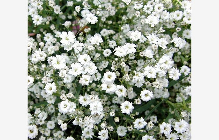 Gypsomilka White - Gypsophila, kont. 0,5 l