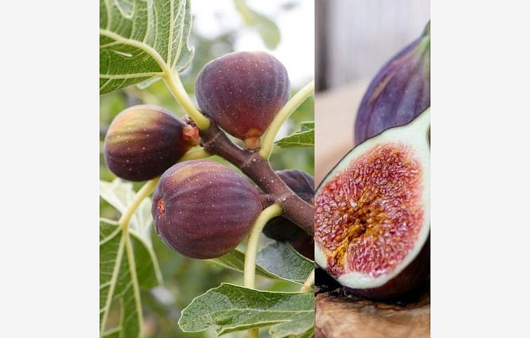 Figovník Rouge de Bordeaux 30-40 cm, kont. 2 l