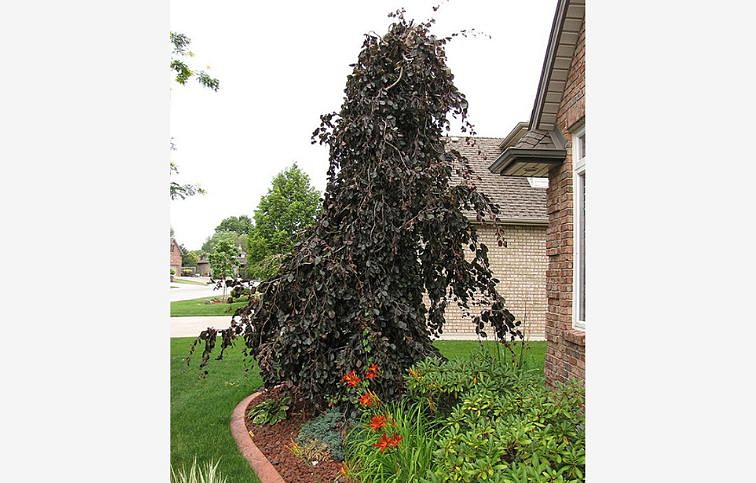 Buk lesný Purple Fountain na kmienku 70-120 cm, kont. C5