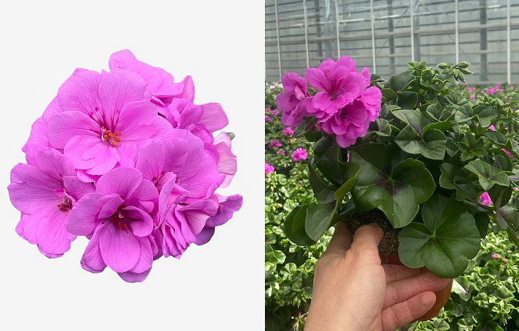 Muškát previsnutý Sunflorix Amethyst - Pelargonia, kont. 0,5 l