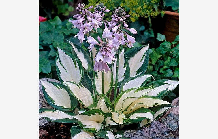 Hosta Fire and Ice - Funkia, kont. 1 l