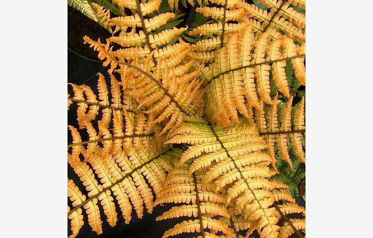 Papraď Wallichova Jurassic Gold - Dryopteris wallichiana, kont. p14