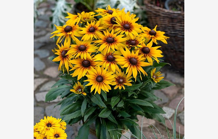 Rudbekia SmileyZ Grace - Rudbeckia, kont. 1 l