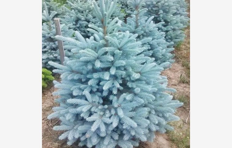 Smrek pichľavý GLAUCA KAIBAB 30-40cm, kont. 2 l