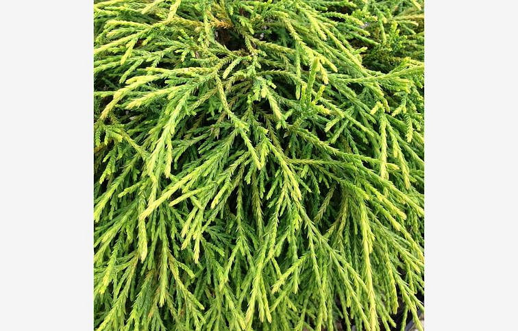 Cypruštek hrachonosný Filifera Nana, kont. p9