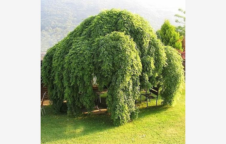 Sofora japonská Pendula na kmienku, v. 190-210 cm, obv. km. 8-10cm, kont. 30 l