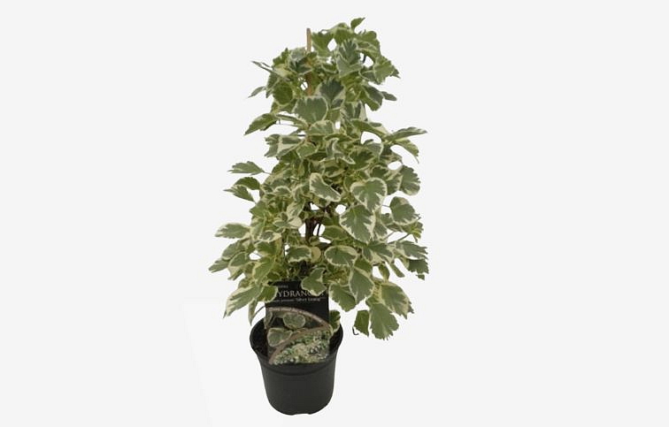 Hortenzia popínavá Silver Lining cca 50cm, kont. p17