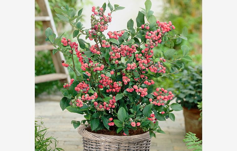 Čučoriedka kanadská Pink marmalade 20-40 cm, kont. p12