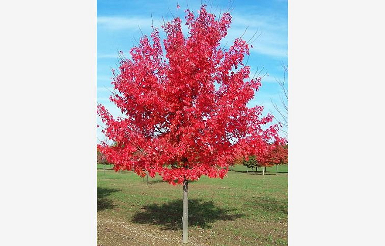 Javor freemanov Jefferson Red na kmienku 250-320cm, obvod kmeňa 6-8cm, kont. 30 l