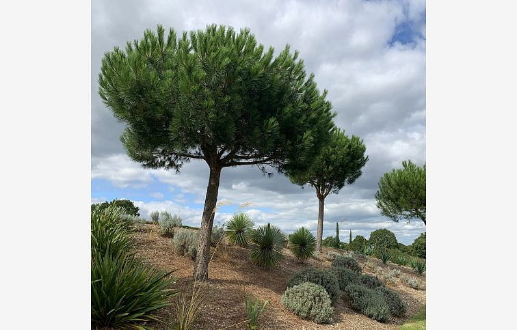 Borovica píniová na 140-170 cm kmienku, výška 210-250 cm, obv. km. 12-14 cm, kont. 50-70 l