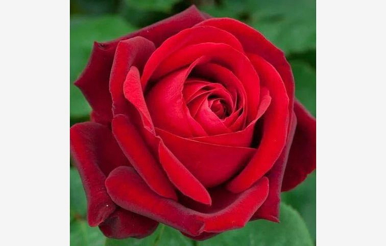 Ruža popínavá Edith Piaf 140-200 cm - Meilland, kont. 5 l