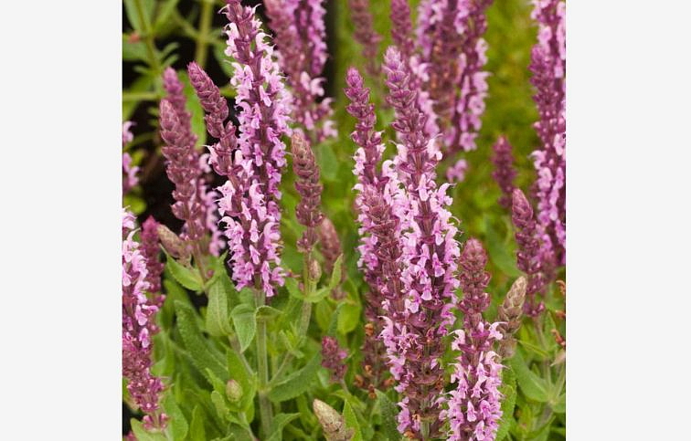 Šalvia hájna Sensation Deep Rose Imp. - Salvia nemorosa, kont. 0,5 l