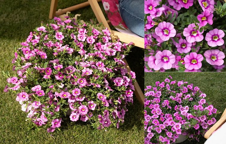 Minipetúnia Million Bells Unique Hot Pink - Calibrachoa, kont. 0,5 l