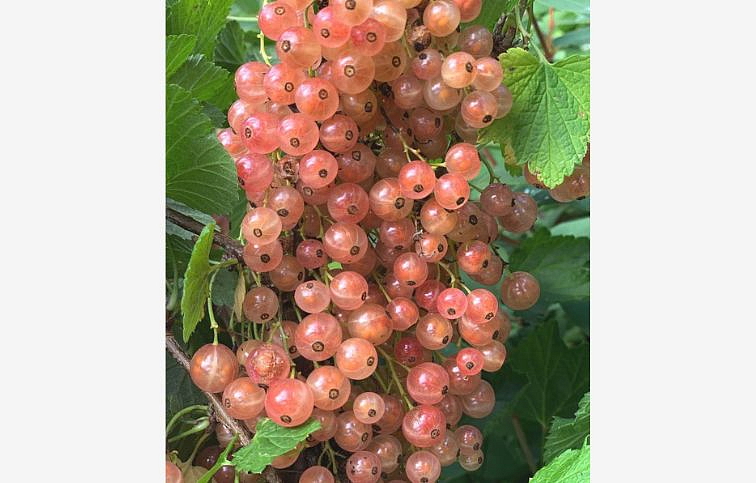 Ríbezľa stromčeková Lubava, voľnok.