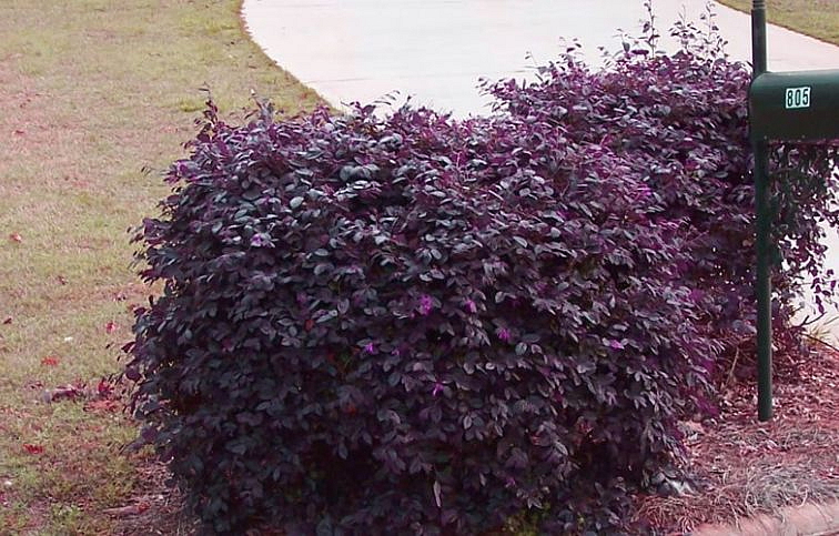 Loropetalum čínske Fede 20-40 cm, kont. 3 l