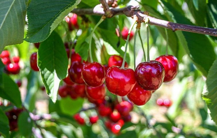 Čerešňa Burlat, podp. Colt, voľnok.