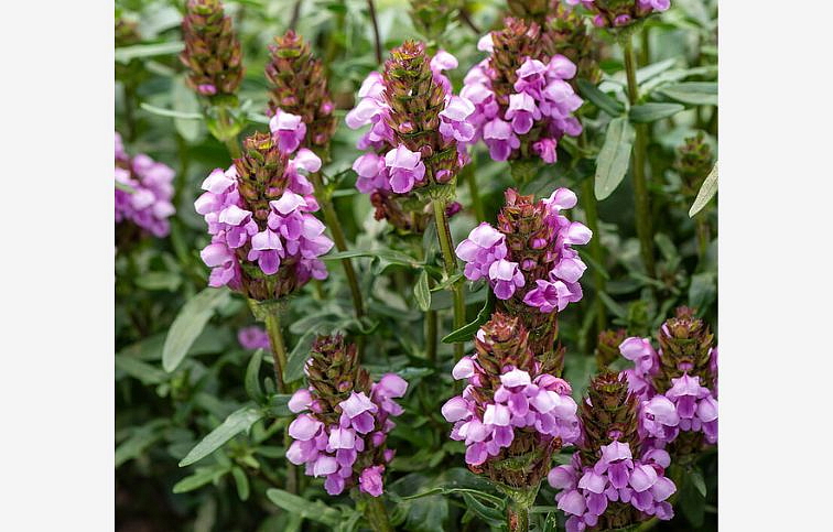 Čiernohlávok veľkokvetý Gruss aus Isernhagen - Prunella, kont. 0,5 l