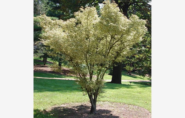 Javor dlaňovitolistý Butterfly 30-40cm, kont. p15