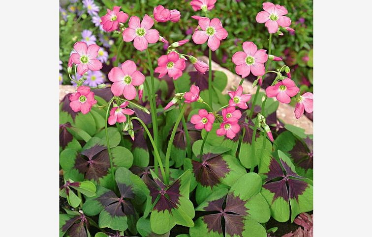 Kyslička - Oxalis Deppei, kont. p13