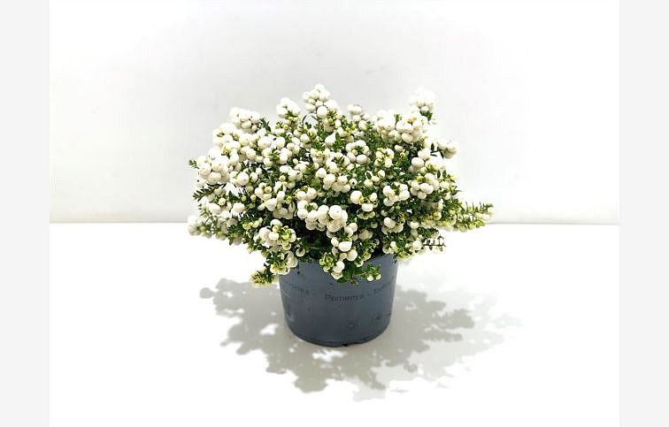 Gaultéria hrotitá - Pernettya biela XXL 20-30 cm, kont. p17